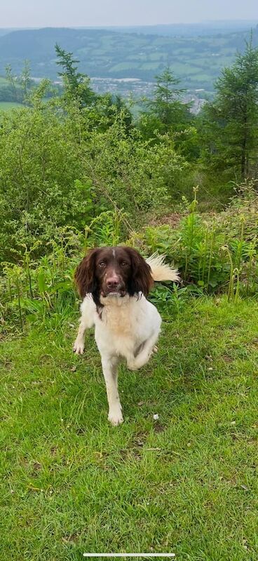 English Springer Spaniel Kc Registered Boy for sale in Newport - Image 2