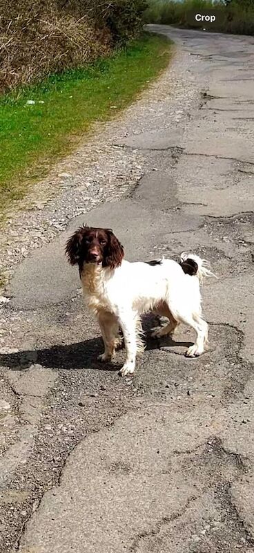 English Springer Spaniel Kc Registered Boy for sale in Newport - Image 3