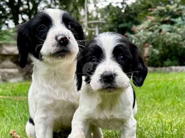 English Springer Spaniel KC Registered for sale in Newton Abbot, Devon