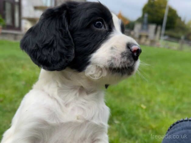 Springer Spaniels for sale in Newton Abbot, Devon