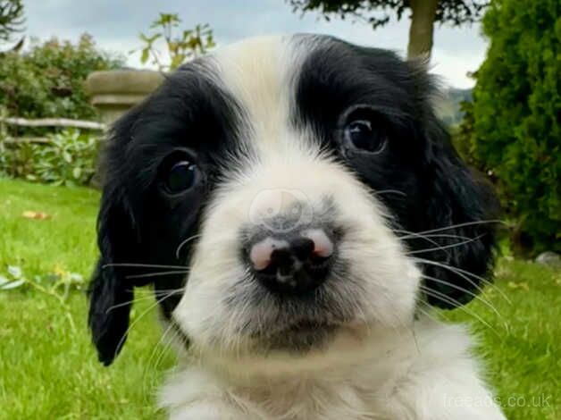 Springer Spaniel Puppies for sale in Devon