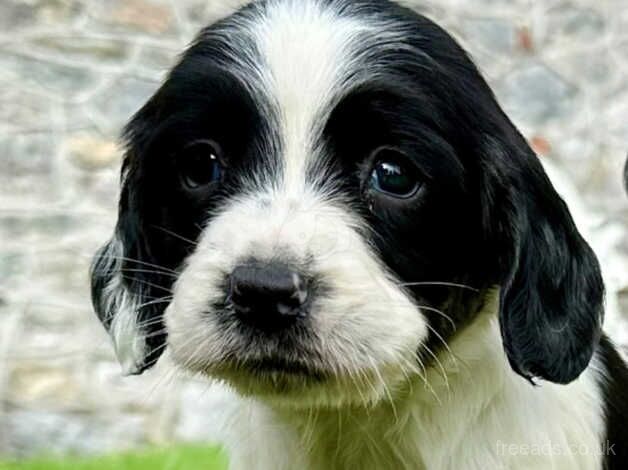 Springer Spaniel Puppies for sale