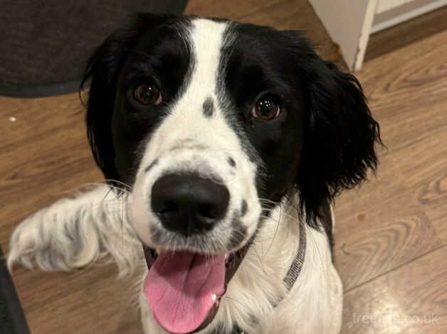 English Springer Spaniel - Kent for sale in Chatham, Caerphilly