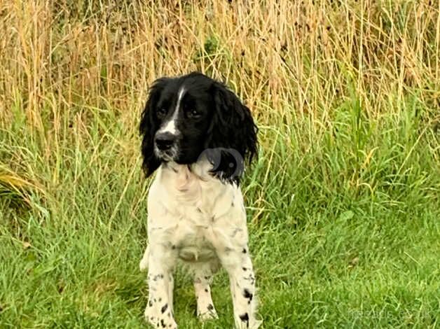 English Springer Spaniel Male. for sale in Acharacle/Ath-Tharracail, Highland