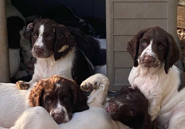 English Springer Spaniel pup For sale in Okehampton, Devon