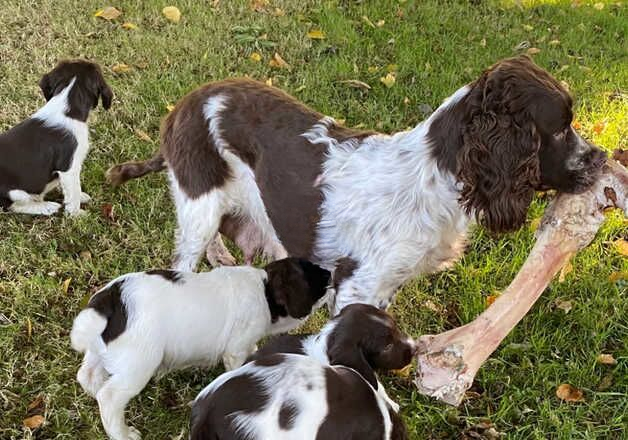 English Springer Spaniel pup For sale in Okehampton, Devon - Image 2