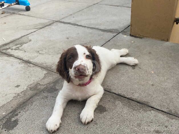 English Springer Spaniel pup for sale in Merthyr Tydfil