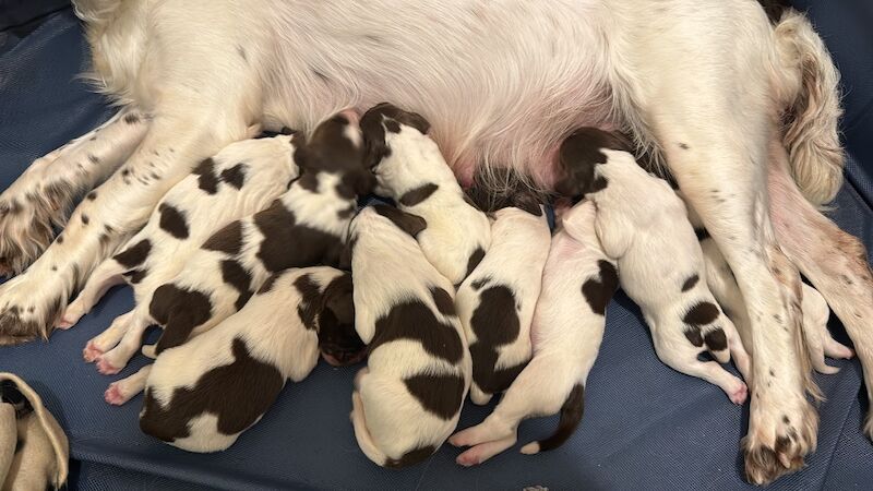 English springer spaniel puppies for sale in Nairn, Highland - Image 1