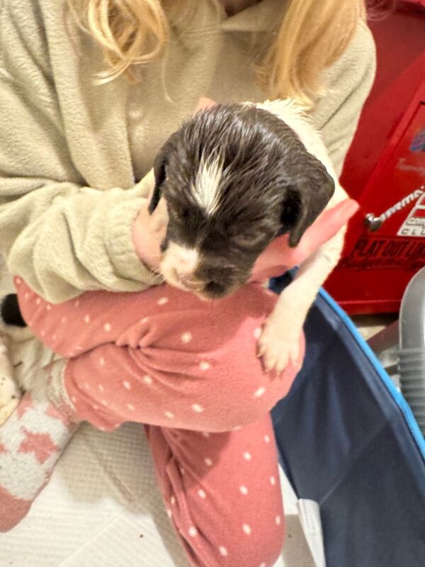 English springer spaniel puppies for sale in Nairn, Highland - Image 3