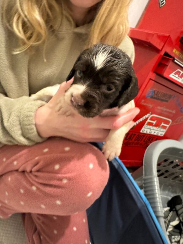 English springer spaniel puppies for sale in Nairn, Highland - Image 4