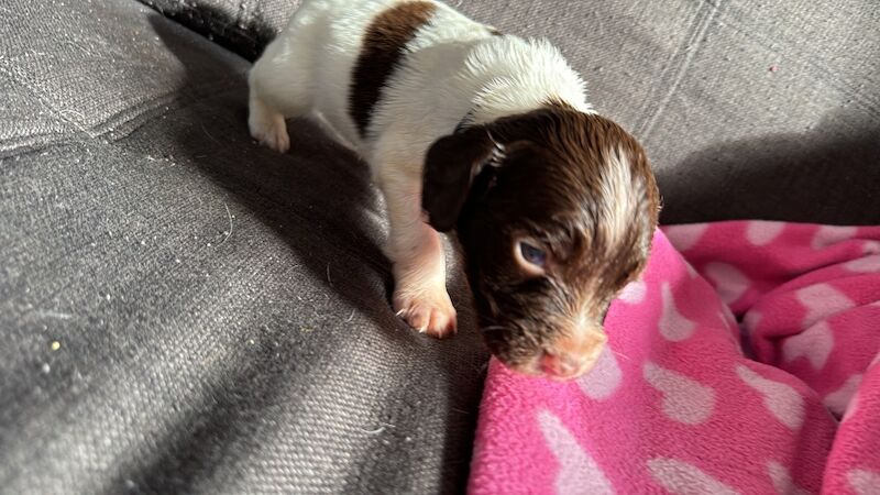 English springer spaniel puppies for sale in Nairn, Highland - Image 5