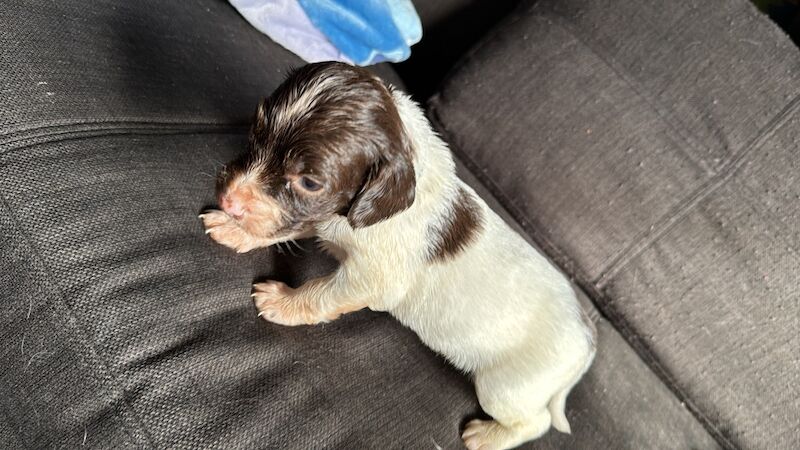 English springer spaniel puppies for sale in Nairn, Highland - Image 6