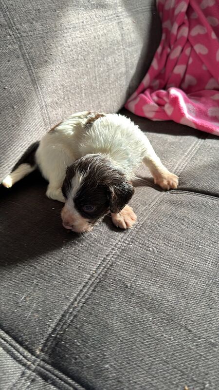 English springer spaniel puppies for sale in Nairn, Highland - Image 7