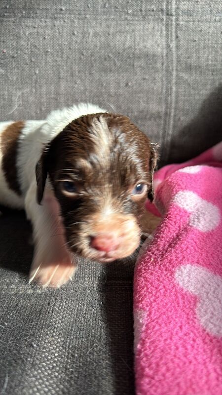 English springer spaniel puppies for sale in Nairn, Highland - Image 10