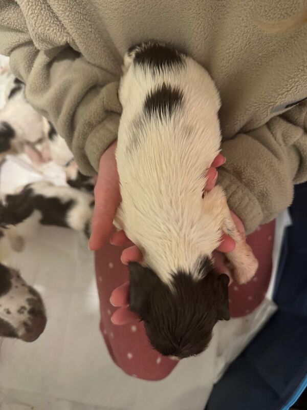 English springer spaniel puppies for sale in Nairn, Highland - Image 12