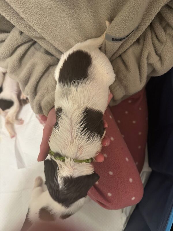 English springer spaniel puppies for sale in Nairn, Highland - Image 13