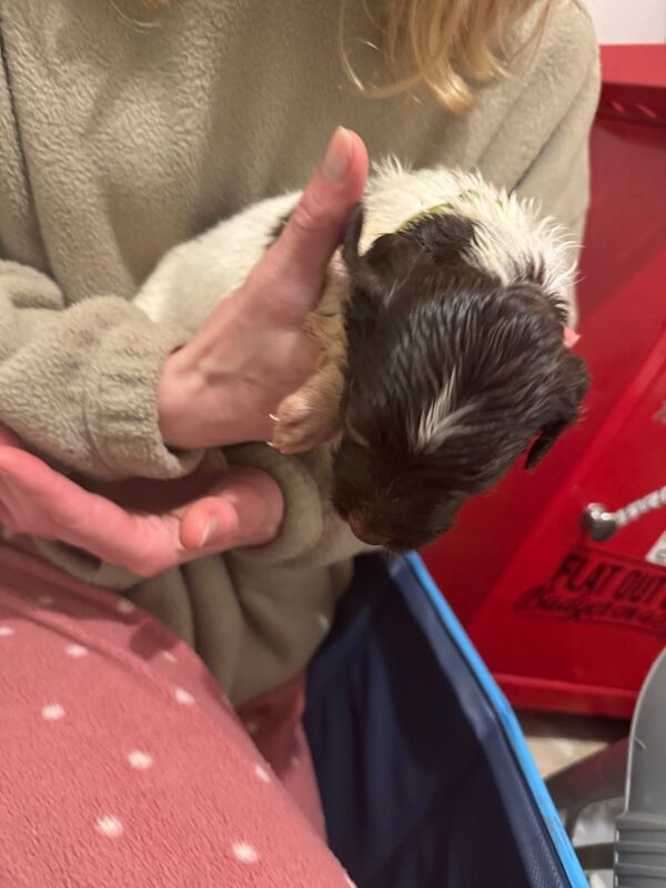 English springer spaniel puppies for sale in Nairn, Highland - Image 15