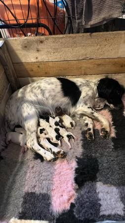 English springer spaniel puppies for sale in Galashiels, Scottish Borders - Image 1