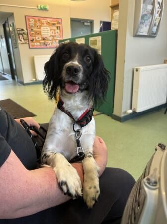 English springer spaniel puppies for sale in Galashiels, Scottish Borders - Image 2