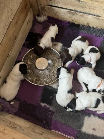 English springer spaniel puppies for sale in Galashiels, Scottish Borders - Image 3