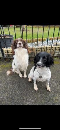 English springer spaniel puppies for sale in Galashiels, Scottish Borders - Image 4