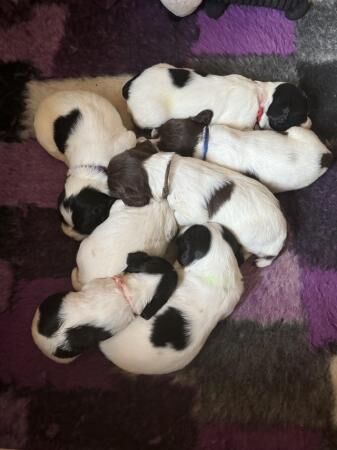 English springer spaniel puppies for sale in Galashiels, Scottish Borders - Image 5