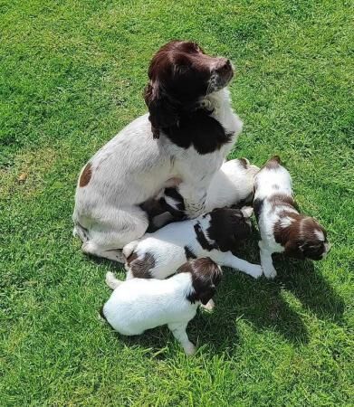 English springer spaniel puppies for sale in Shifnal, Shropshire