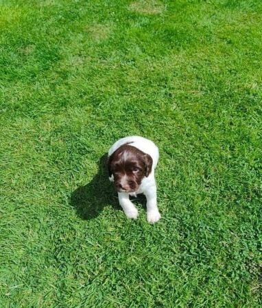 English springer spaniel puppies for sale in Shifnal, Shropshire - Image 2