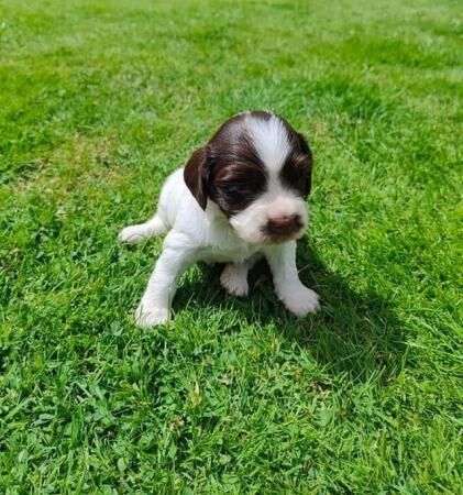 English springer spaniel puppies for sale in Shifnal, Shropshire - Image 3