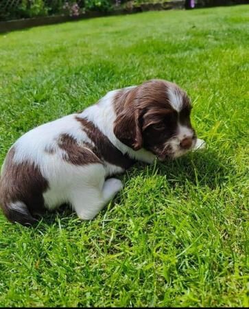 English springer spaniel puppies for sale in Shifnal, Shropshire - Image 4