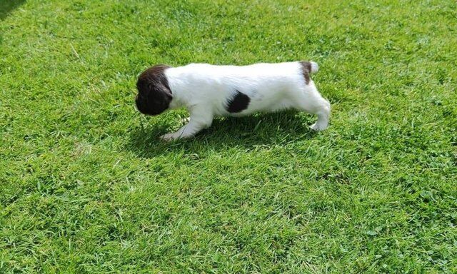 English springer spaniel puppies for sale in Shifnal, Shropshire - Image 5