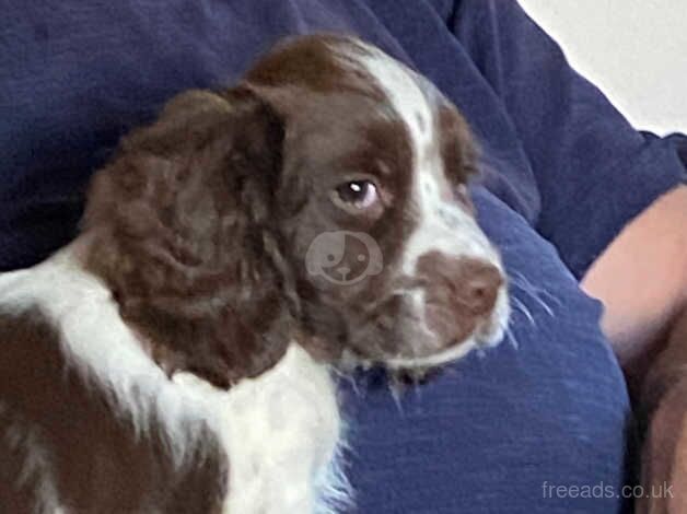 English Springer Spaniel Puppies for sale in Axbridge, Somerset - Image 1