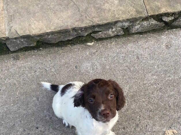 English Springer Spaniel Puppies for sale in Axbridge, Somerset - Image 2