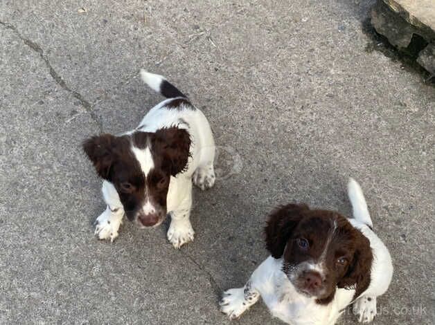 English Springer Spaniel Puppies for sale in Axbridge, Somerset - Image 3