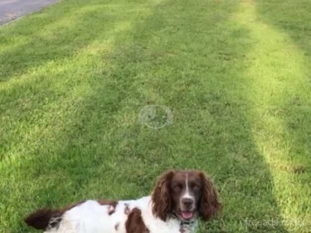 English Springer Spaniel Puppies for sale in Axbridge, Somerset - Image 4