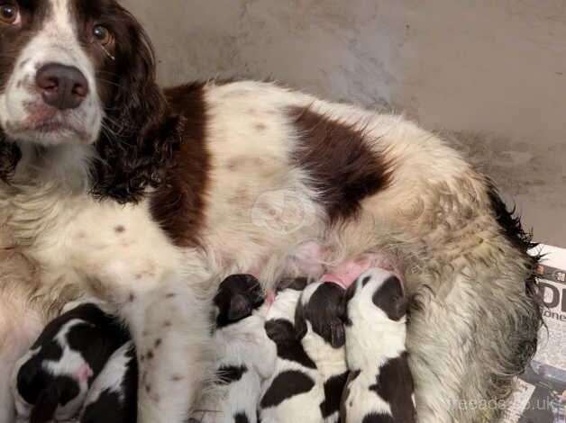 English Springer spaniel puppies for sale in Bedlington, Northumberland