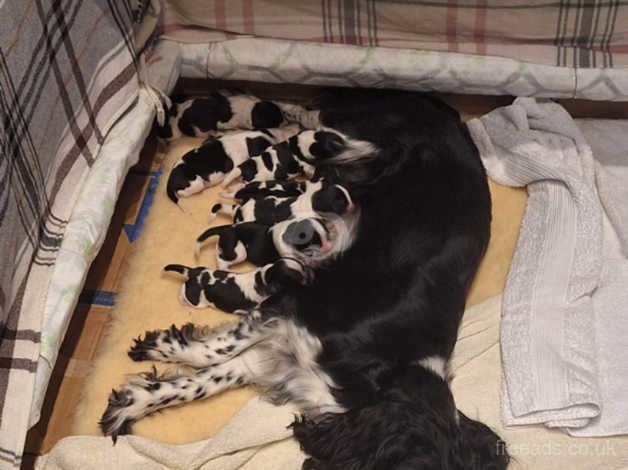 English Springer Spaniel puppies for sale in Crieff, Perth and Kinross