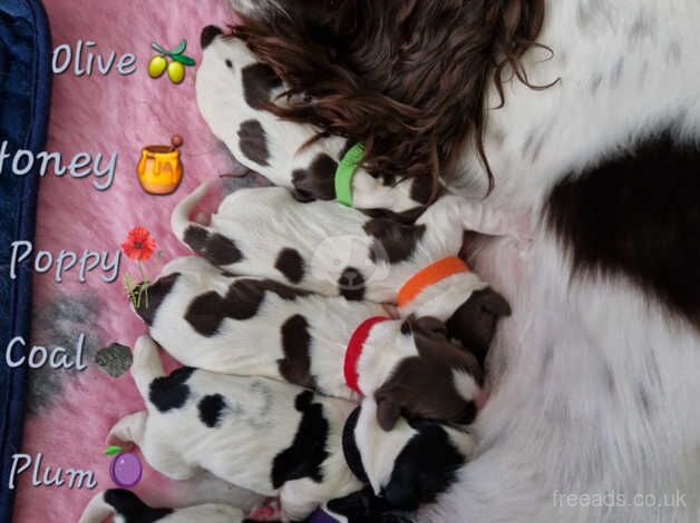 English Springer Spaniel Puppies for sale in Halifax, West Yorkshire