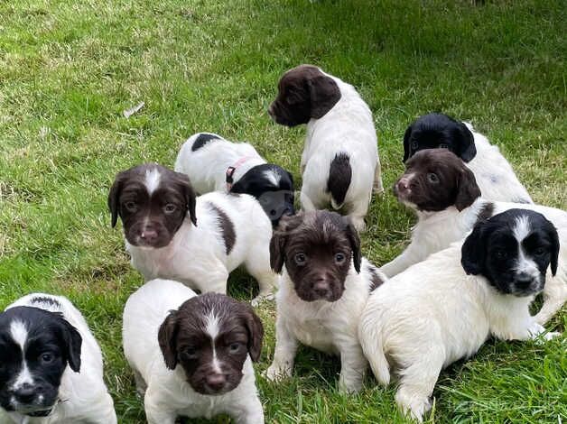 English springer spaniel puppies for sale in Inverness, Highland