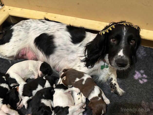 English Springer Spaniel Puppies for sale in Ipswich, Suffolk