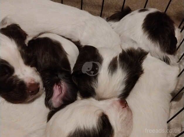 English Springer Spaniel Puppies for sale in Matlock, Derbyshire