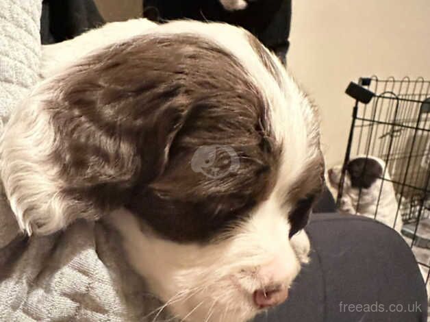 Springer Spaniel Puppies for sale