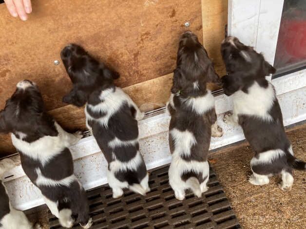 English Springer Spaniel Puppies for sale in Newton Abbot, Devon