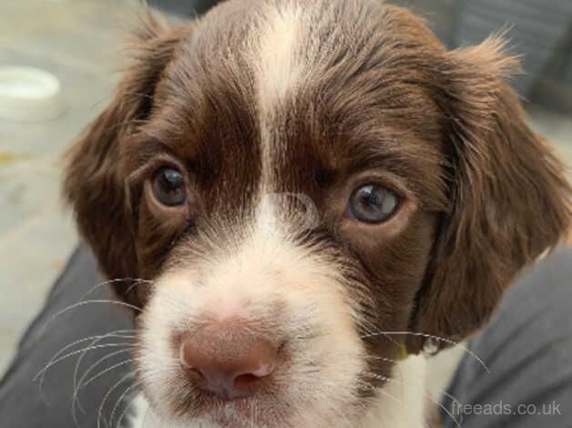 English springer spaniel puppies for sale in Princes Risborough, Buckinghamshire