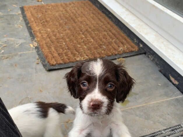 English springer spaniel puppies for sale in Princes Risborough, Buckinghamshire - Image 2