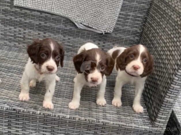 English springer spaniel puppies for sale in Princes Risborough, Buckinghamshire - Image 3