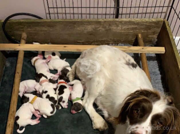 English springer spaniel puppies for sale in Princes Risborough, Buckinghamshire - Image 4