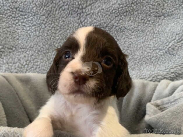 English springer spaniel puppies for sale in Princes Risborough, Buckinghamshire - Image 5