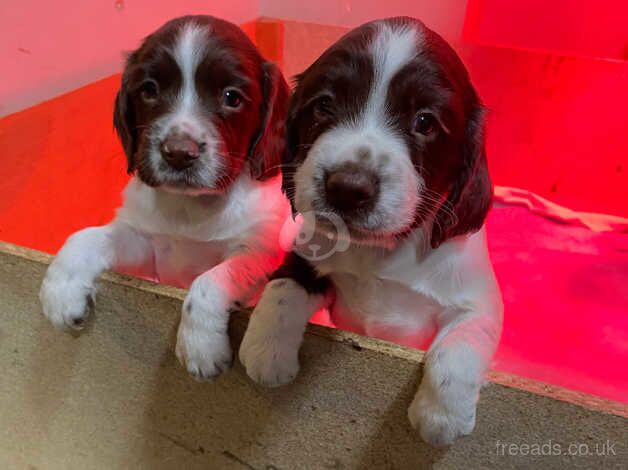 English springer spaniel puppies for sale in Radstock, Somerset - Image 1