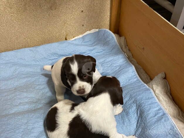 English springer spaniel puppies for sale in Radstock, Somerset - Image 2